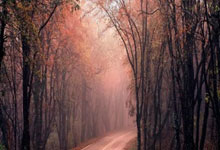 手机虎扑官网：法尔克：拜仁对谢什科展现出了浓厚兴趣，埃贝尔非常看好他.